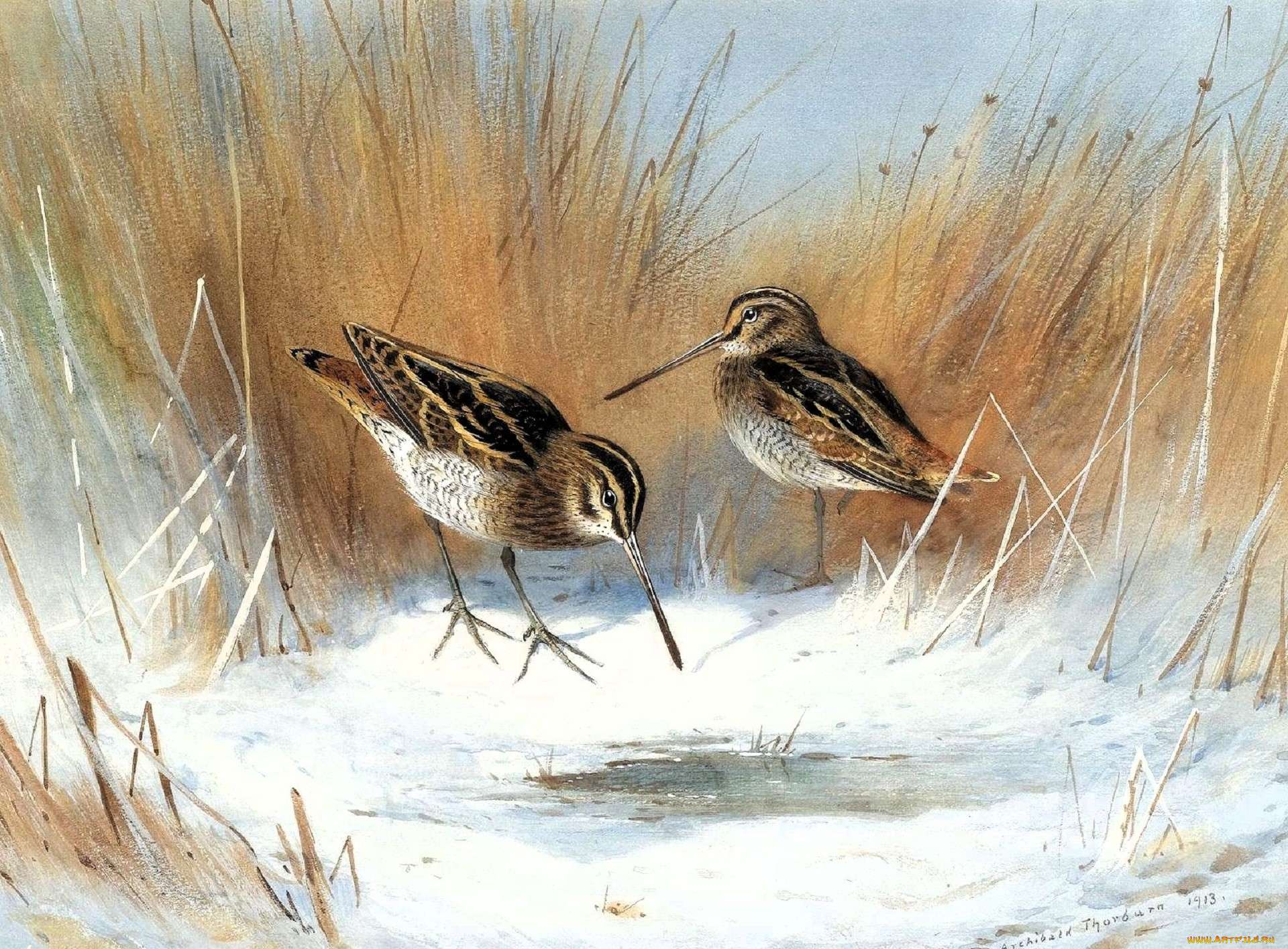 , archibald thorburn, , , 